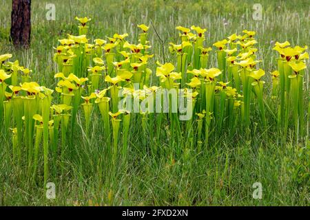 Pitcher jaune (Sarracenia flava var rugelii), tourbière d'infiltration, nord-ouest de la Floride, printemps, États-Unis, Par James D Coppinger/Dembinsky photo Assoc Banque D'Images