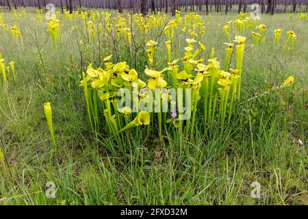 Pitcher jaune (Sarracenia flava var rugelii), tourbière d'infiltration, nord-ouest de la Floride, printemps, États-Unis, Par James D Coppinger/Dembinsky photo Assoc Banque D'Images