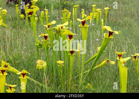 Pitcher jaune (Sarracenia flava var rugelii), tourbière d'infiltration, nord-ouest de la Floride, printemps, États-Unis, Par James D Coppinger/Dembinsky photo Assoc Banque D'Images