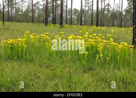 Pitcher jaune (Sarracenia flava var rugelii), tourbière d'infiltration, nord-ouest de la Floride, printemps, États-Unis, Par James D Coppinger/Dembinsky photo Assoc Banque D'Images