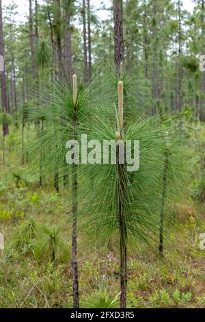 Jeunes arbres à longue feuilles (Pinus palustris), Gulfcoast, Floride, États-Unis, par James D Coppinger/Dembinsky photo Assoc Banque D'Images