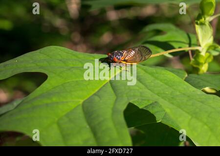 Arlington, États-Unis. 26 mai 2021. Les cigales abondantes et bruyantes appartenant à la couvée X, ou la grande couvée orientale, émergent simultanément de la terre pour la première fois en dix-sept ans et se débarrassent de leurs peaux alors qu'elles deviennent adultes. Credit: Kalen Martin/Alay Live News Banque D'Images