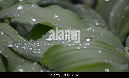 Lumière du soleil, gouttes de rosée, gouttes de pluie, gouttes de pluie sur les feuilles du printemps vert Banque D'Images