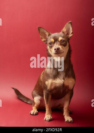 chien chihuahua marron et caramel sur fond rouge Banque D'Images