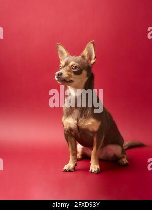 chien chihuahua marron et caramel sur fond rouge Banque D'Images