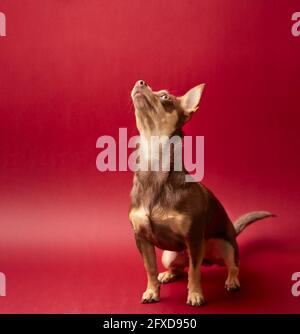 chien chihuahua marron et caramel sur fond rouge Banque D'Images