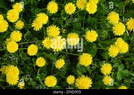 Beaucoup de pissenlits fleuris sur le champ vert comme fond naturel vue de dessus en gros plan Banque D'Images
