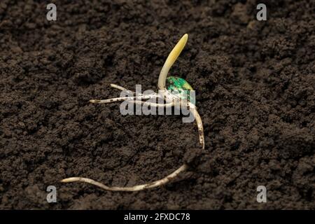 Gros plan de la germination des graines de maïs dans le sol du champ de maïs. Agriculture, agronomie et concept agricole. Banque D'Images