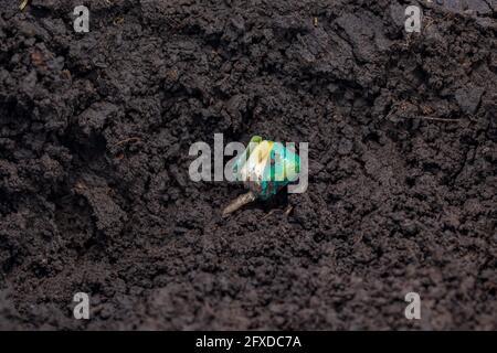 Gros plan de la germination des graines de maïs dans le sol du champ de maïs. Agriculture, agronomie et concept agricole. Banque D'Images