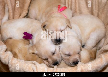 Les chiots du Labrador dorment Banque D'Images