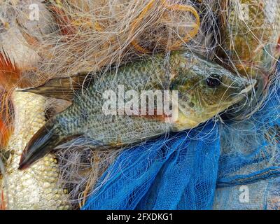 Gros plan d'un poisson tilapia emmêlé dans un filet de pêche Banque D'Images