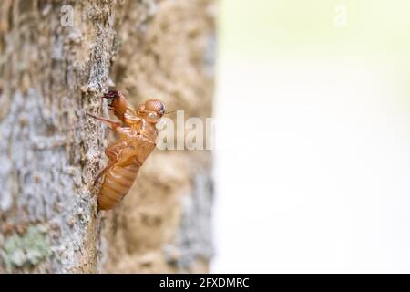 Gros plan cicada taches sur le grand arbre dans le jardin Banque D'Images