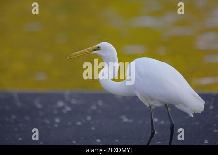 Grande Aigrette de l'Est Banque D'Images