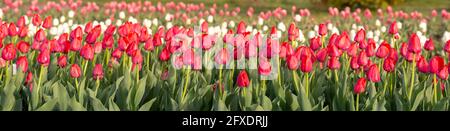 Panorama des tulipes rouges sur le terrain. Fleurs printanières en fleurs. Banque D'Images