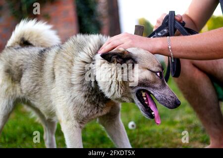 Gros plan sur la laisse avec une longue langue, le laika husky sibérien en colère. Les mains de l'homme chien de chasse, confiance concept de confiance, amour. Caresser le propriétaire Banque D'Images