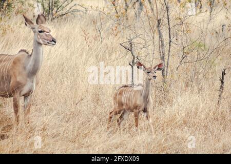 Le Grand Kudu. Cette photo a été prise dans le parc national Kruger. Une mère avec son jeune veau en itinérance autour. Banque D'Images