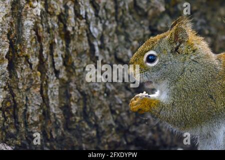 Une image en gros plan d'un écureuil rouge sauvage, 'Tamiasciurus hudsonicus', qui se nourrit d'une graine dans les régions rurales du Canada de l'Alberta. Banque D'Images
