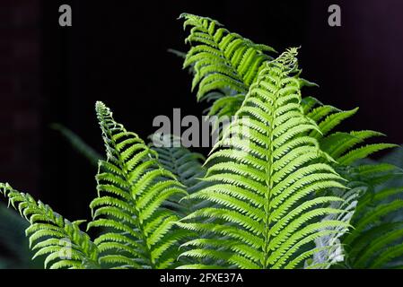 Fougères (Osmunda claytoniana?) Prenez le soleil en fin d'après-midi et brillent vraiment sur le fond sombre dans un jardin Glebe, Ottawa, Ontario, Canada. Banque D'Images