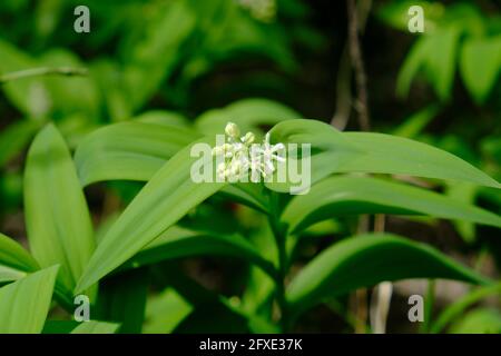 Joint blanc Dainty solomons (Maianthemum stellatum) Banque D'Images