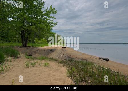 Vues magnifiques des terres humides de l'île Petrie, sur la rivière des Outaouais, à l'est d'Ottawa, Ontario, Canada. Banque D'Images