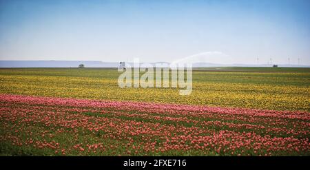 Champ de fleurs coloré avec tulipes sont arrosées. Ciel très bleu. En arrière-plan éoliennes Banque D'Images