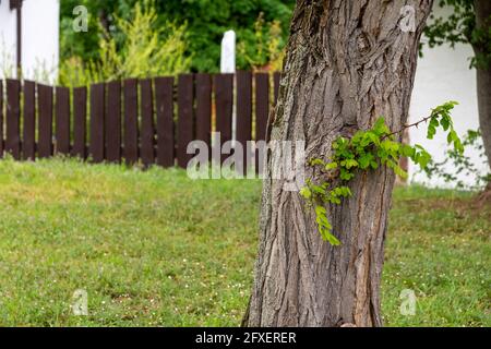 Grand vieux arbre dans une cour avec une branche épineuse recouverte de feuilles qui sortent de son tronc Banque D'Images