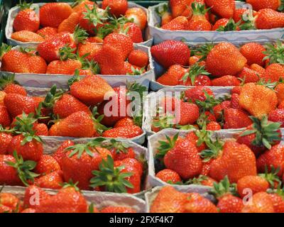 26 mai 2021, Brandebourg, Dallgow-Döberitz : des paniers de fraises fraîchement cueillies de la variété 'Clery' sont installés dans le magasin de la ferme Falkensee. En plus des fraises, la ferme de la famille Kruse cultive aussi des framboises, des bleuets, des asperges, du maïs, des tomates et des légumes de chou, et environ 3,000 000 poulets sont gardés à l'extérieur. Photo: Soeren Stache/dpa-Zentralbild/dpa Banque D'Images