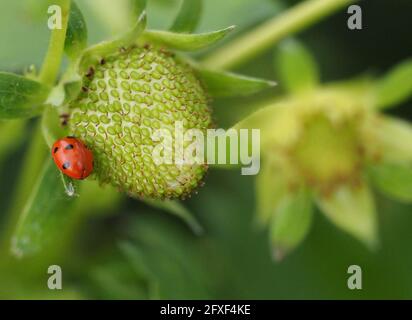 26 mai 2021, Brandebourg, Dallgow-Döberitz : un ladybird (Coccinellidae) se trouve sur une fraise immûre à la ferme Falkensee. Photo: Soeren Stache/dpa-Zentralbild/dpa Banque D'Images