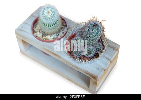 Découpe de Cactus dans une boîte en bois, Focus Selective. Banque D'Images