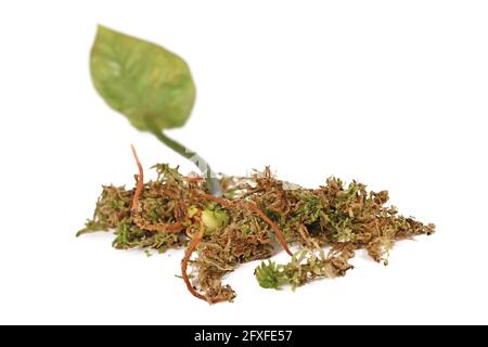 Propagation de la plante à la maison dans la mousse de sphagnum avec des racines qui poussent dans l'humidité mousse Banque D'Images