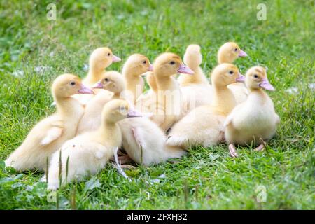 Mignons petits canetons au printemps, plein air à la ferme, République Tchèque, Europe Banque D'Images