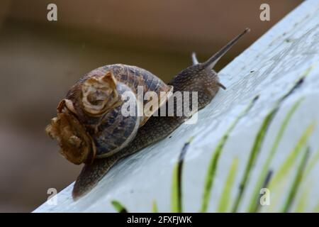 L'escargot commun Banque D'Images