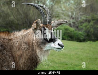 Portrait en gros plan d'une antilope roane, Hippotragus equinus. Il montre la tête et le cou avec de grands bois Banque D'Images