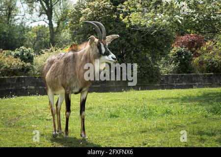 Un portrait complet d'une antilope roane, Hippotragus equinus. Il se trouve sur le champ d'herbe et regarde vers la droite Banque D'Images