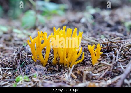 Ramaria or ou cerfs cornes sur le sol de la forêt Banque D'Images