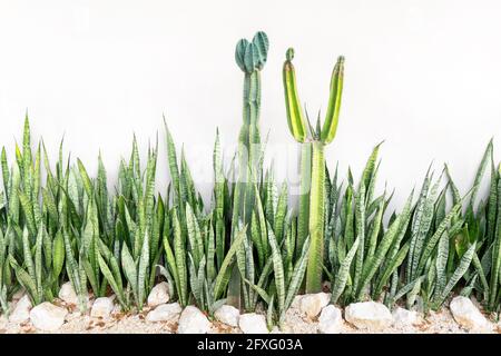 Un groupe de sansevieria trifasciata plantes et deux cactus dedans avant d'un mur de maison Banque D'Images