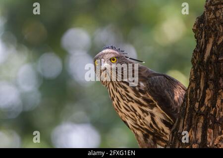 Composition horizontale de changéable Hawk-aigle regardant droit tandis qu'il est perché sur une souche d'arbre au parc national de Bandhavgarh, Madhya Pradesh, Inde Banque D'Images