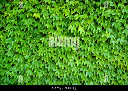 Dense vert super-réducteur ou vigne grimpante sur un mur de jardin dans une vue d'arrière-plan plein écran en gros plan sur le feuillage Banque D'Images