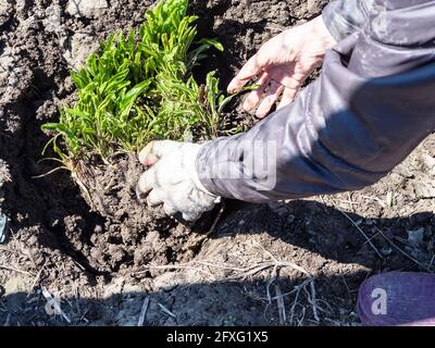 le jardinier plante le bush de raifort frais dans le lit de jardin ensoleillé jour de printemps Banque D'Images