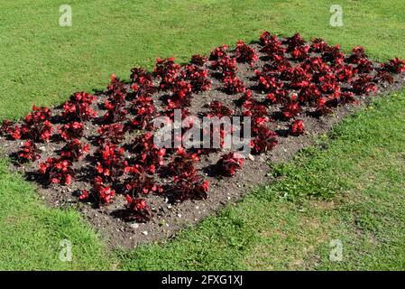 Plantes de begonia rouge coloré dans un lit rectangulaire de fleurs dans une pelouse propre et verte dans un jardin ou dans un parc ressort Banque D'Images