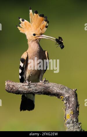 Hoopoe eurasien assis sur la branche avec le terrain de cricket dans le beak en été Banque D'Images