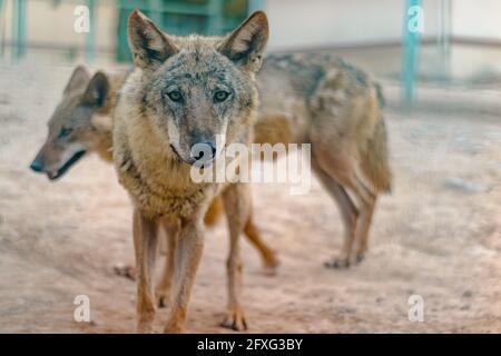 Gros plan d'un couple de coyotes lassés dans un zoo qui se promeussent dans leur cage Banque D'Images