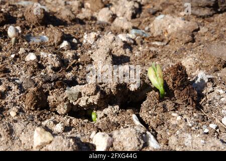 Graines de haricots craquant la terre sortant du sol à une ferme Banque D'Images