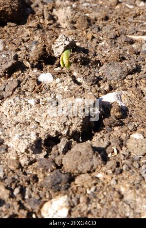 Graines de haricots craquant la terre sortant du sol à une ferme Banque D'Images