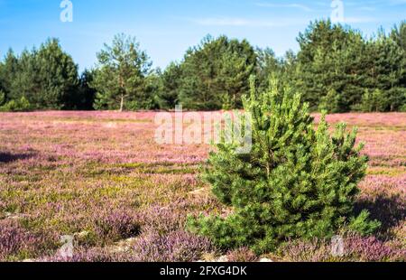 Pin sur le champ de bruyère, paysage. Forêt de pins en arrière-plan. Banque D'Images