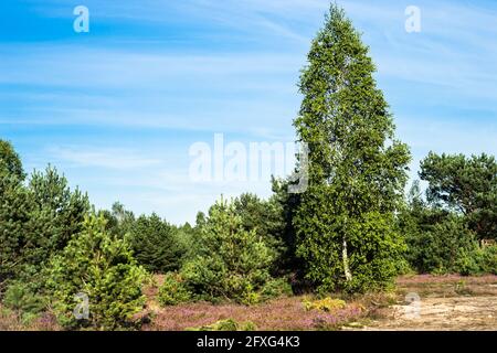 Paysage de champ de bruyère dans la forêt. Forêt de bouleau et de pins. Banque D'Images