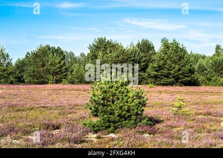 Champ de bruyère et de pin, paysage. Forêt de pins en arrière-plan. Banque D'Images