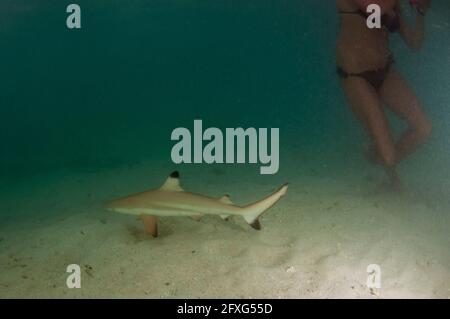 Requin de récif de chantage juvénile, Carcharhinus melanopterus, avec fille en bikini, Misool, Raja Ampat, Papouasie occidentale, Indonésie Banque D'Images