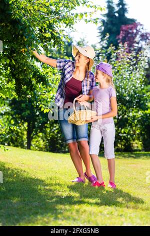 La mère et l'enfant récoltent des pommes à partir de l'arbre de travail Banque D'Images