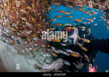 Plongeur à l'école de Sweeppers jaunes, Parapriacanthus randonneti, site de plongée du récif d'Otdina, détroit de Dampier, Raja Ampat, Papouasie occidentale, Indonésie Banque D'Images